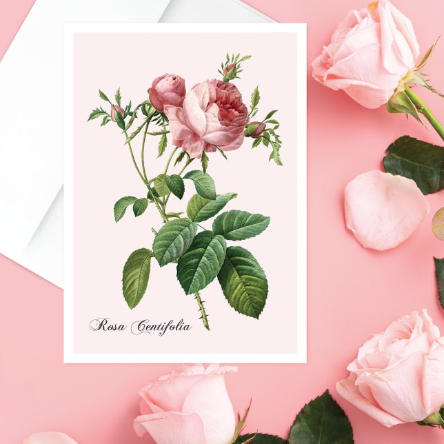 Rosa ros botaniskt konturteckningskort OBS kort (Skapare uppladdad)
