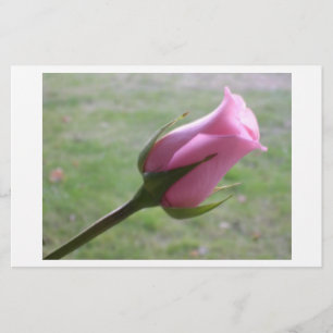rosa ros bud