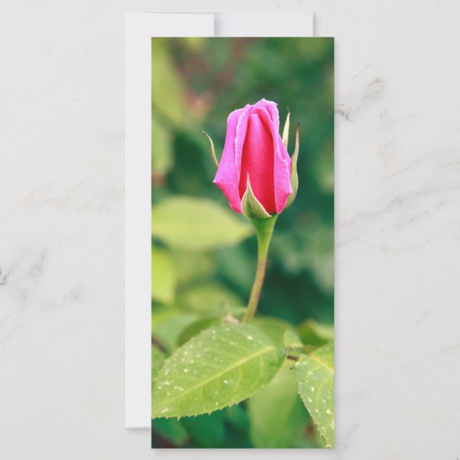 Rosa ros bud (Framsida)