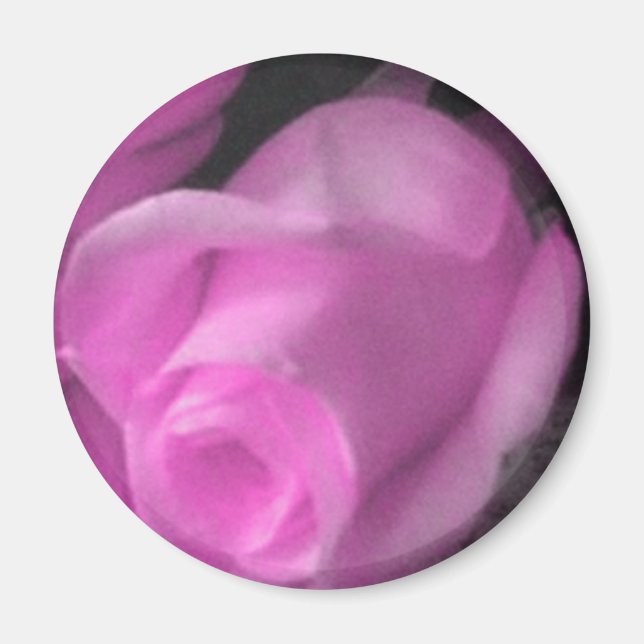 Rosa ros Bud 2 1/4 tums Magnet (Framsidan)