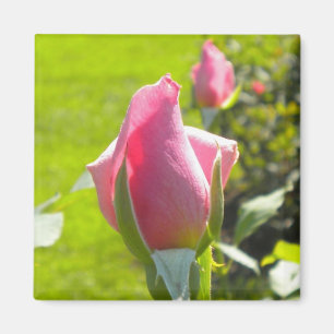 Rosa ros Bud Magnet