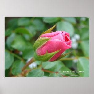Rosa ros Bud Poster