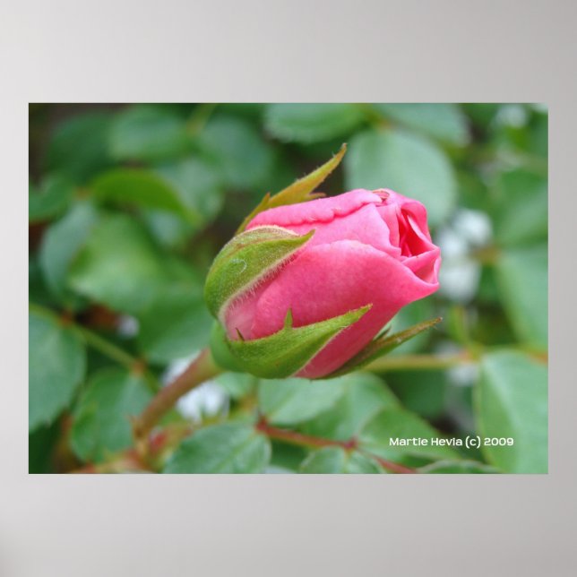 Rosa ros Bud Poster (Framsidan)