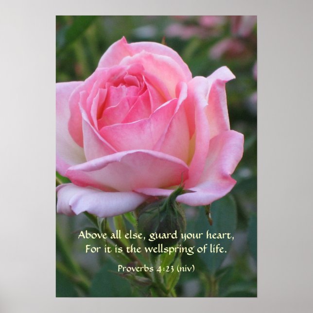Rosa ros Bud ~ Proverbs 4:23 Poster (Framsidan)
