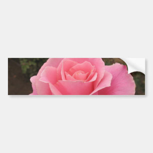 Rosa ros Bumper Sticker Bildekal