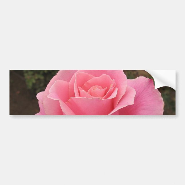 Rosa ros Bumper Sticker Bildekal (Framsidan)