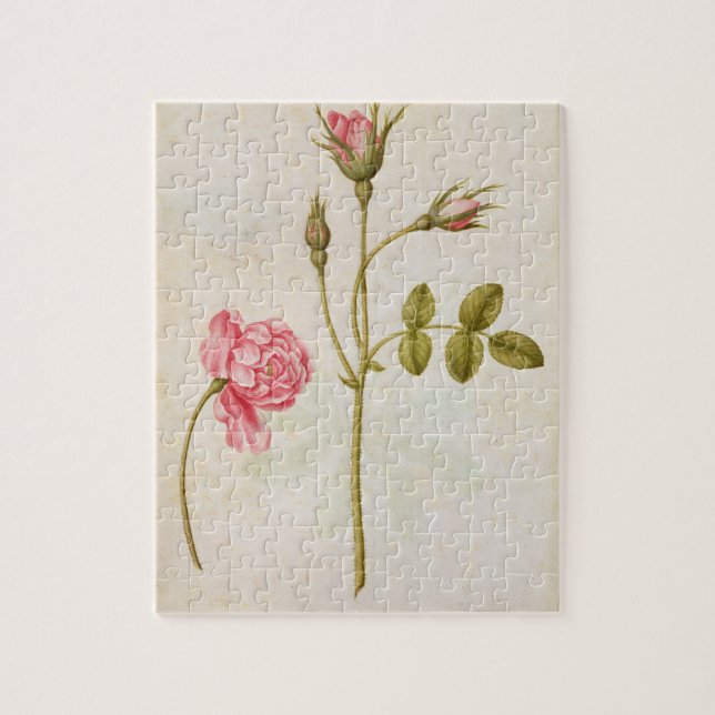 Rosa ros c.1568 pussel (Vertikal)