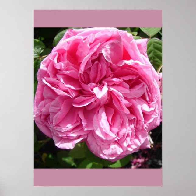 Rosa ros Cabbage Blomsterträdgård Poster (Framsidan)