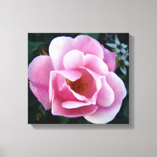 Rosa ros canvastryck