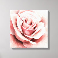 Rosa ros