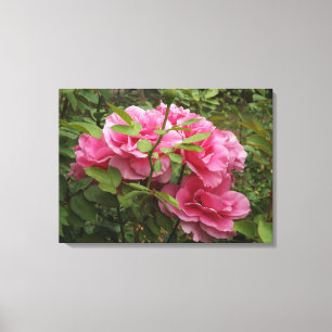 Rosa ros canvastryck