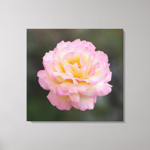 rosa ros canvastryck