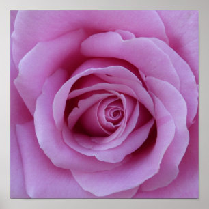 Rosa ros Center Poster