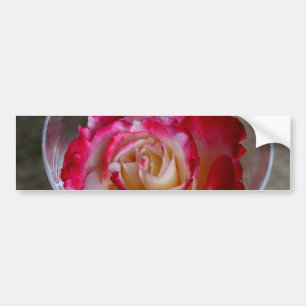 Rosa ros Closeup in Vin Glass Bildekal