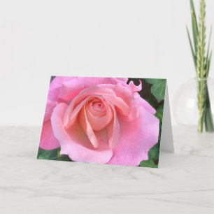 Rosa ros closeup kort