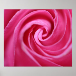 Rosa ros closeup poster