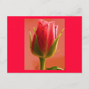 Rosa ros Delight II-vykort - Anpassade Vykort