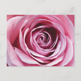 Rosa ros-detaljer, vår-blommans romantiska blommig vykort