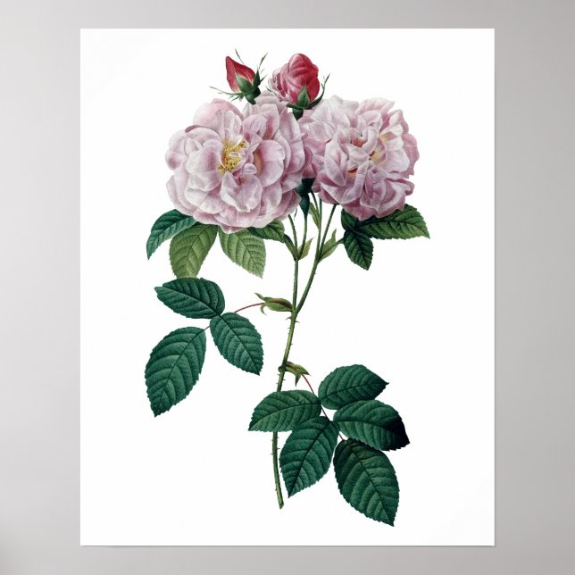 Rosa ros efter Redoute-högkvalitativ utskrift Poster (Framsidan)