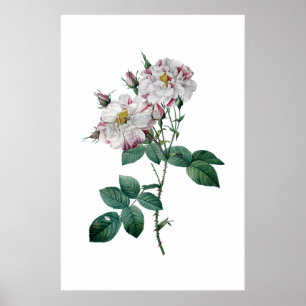Rosa ros efter Redoute-högkvalitativ utskrift Poster