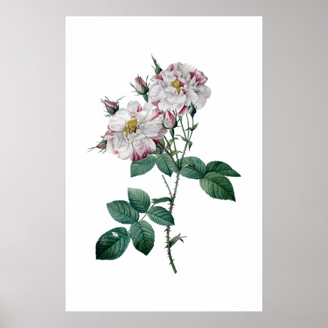 Rosa ros efter Redoute-högkvalitativ utskrift Poster (Framsidan)