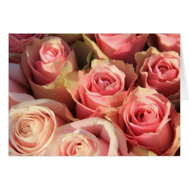 Rosa ros efter Therosejörn Hälsningskort (Framsidan Horizontal)