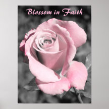 Rosa ros Faith