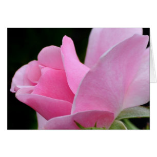 Rosa ros Flower Hälsningskort