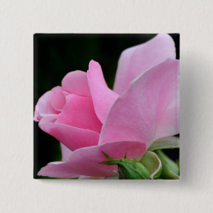 Rosa ros Flower Knapp