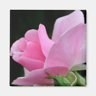 Rosa ros Flower Magnet