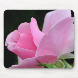 Rosa ros Flower Musmatta