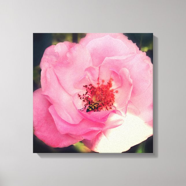 Rosa ros Flower Photo Wrapped Canvas (Framsida)