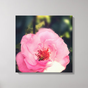 Rosa ros Flower Photo Wrapped Canvas