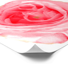 Rosa ros Flower Poster