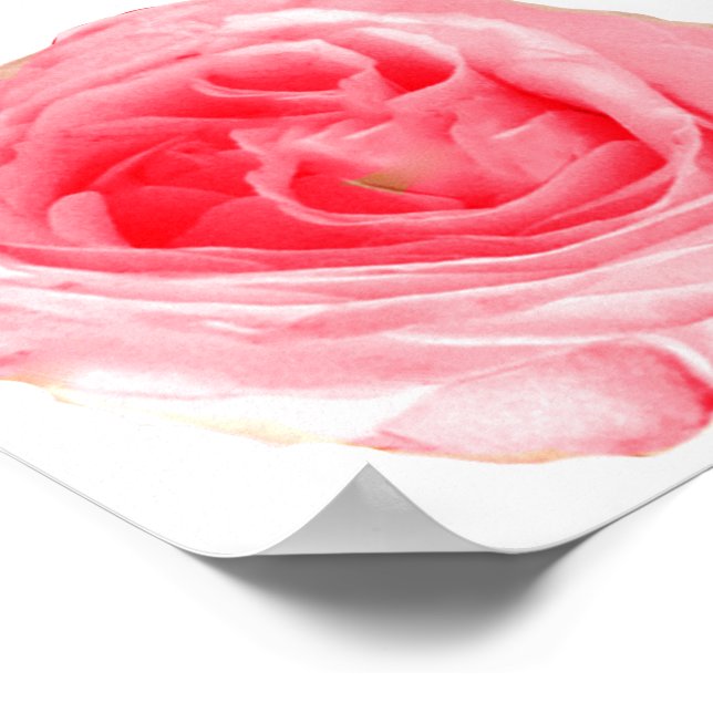 Rosa ros Flower Poster (Hörn)