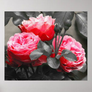 Rosa ros Flower: Rosa Färg Pop Poster