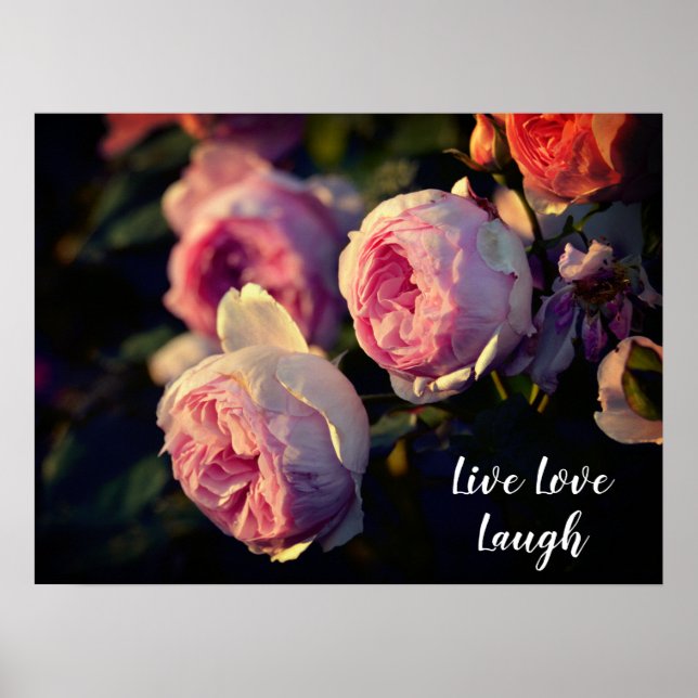 Rosa ros Flowers från Garden Poster (Framsidan)