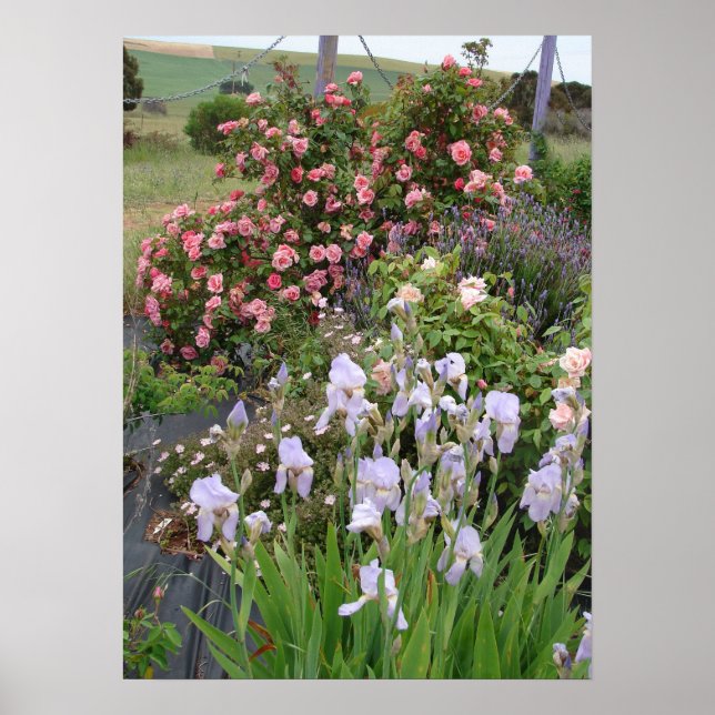 Rosa ros Flowers naturvård Garden Poster (Framsidan)