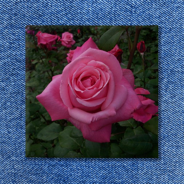 Rosa ros foto knapp (Pink Rose Button)