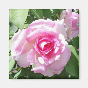 Rosa ros fotokvadrat, magnet