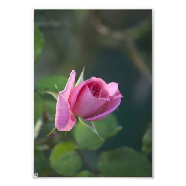Rosa ros fototryck (Framsidan)