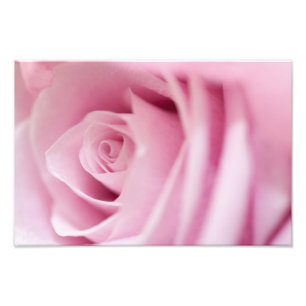 Rosa ros fototryck
