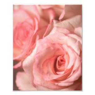Rosa ros fototryck