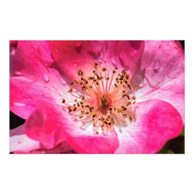 Rosa ros fototryck (Framsidan)