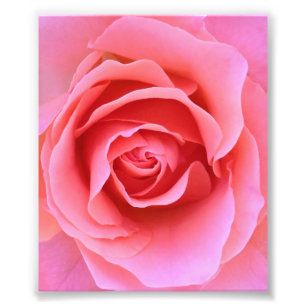 Rosa ros fototryck
