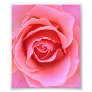 Rosa ros fototryck