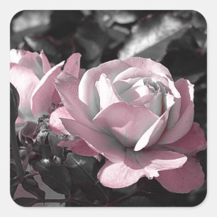 Rosa ros Garden Fyrkantigt Klistermärke