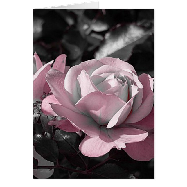 Rosa ros Garden Hälsningskort (Framsidan)