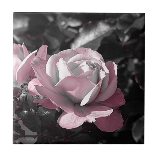 Rosa ros Garden Kakelplatta (Framsidan)