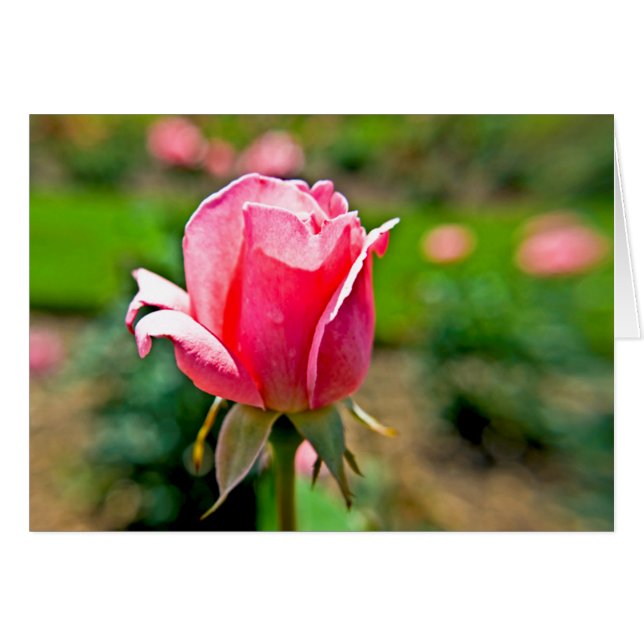 Rosa ros Garden OBS Kort (Framsidan Horizontal)